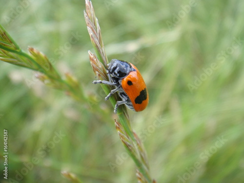 roter Käfer, insect, wiese, gras, grün, green, red, rot, natur; macro, sommer, garten, tier, 