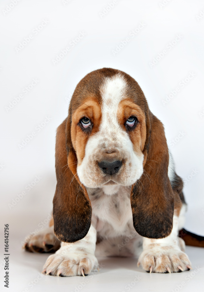 Basset hound puppy sits on a white background