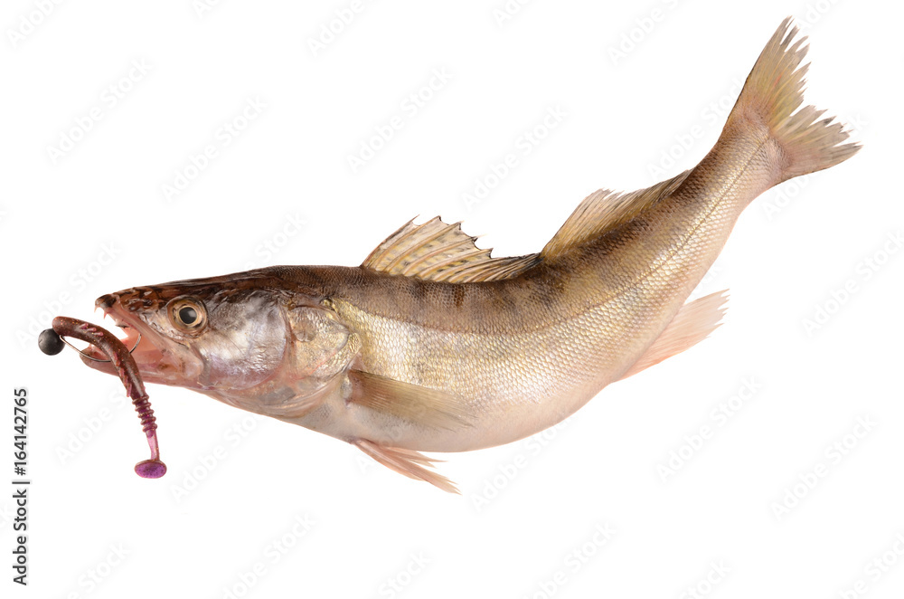 pike perch on a white background