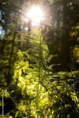 trees and fern with sunshine in a area of the black forest