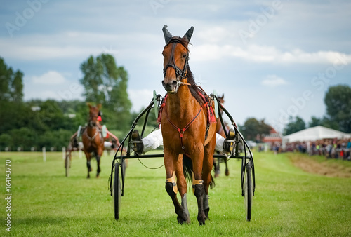 Trabrennsport -Pferd beim Trabrennen © Countrypixel