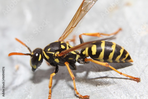 Closeup wasp © Love