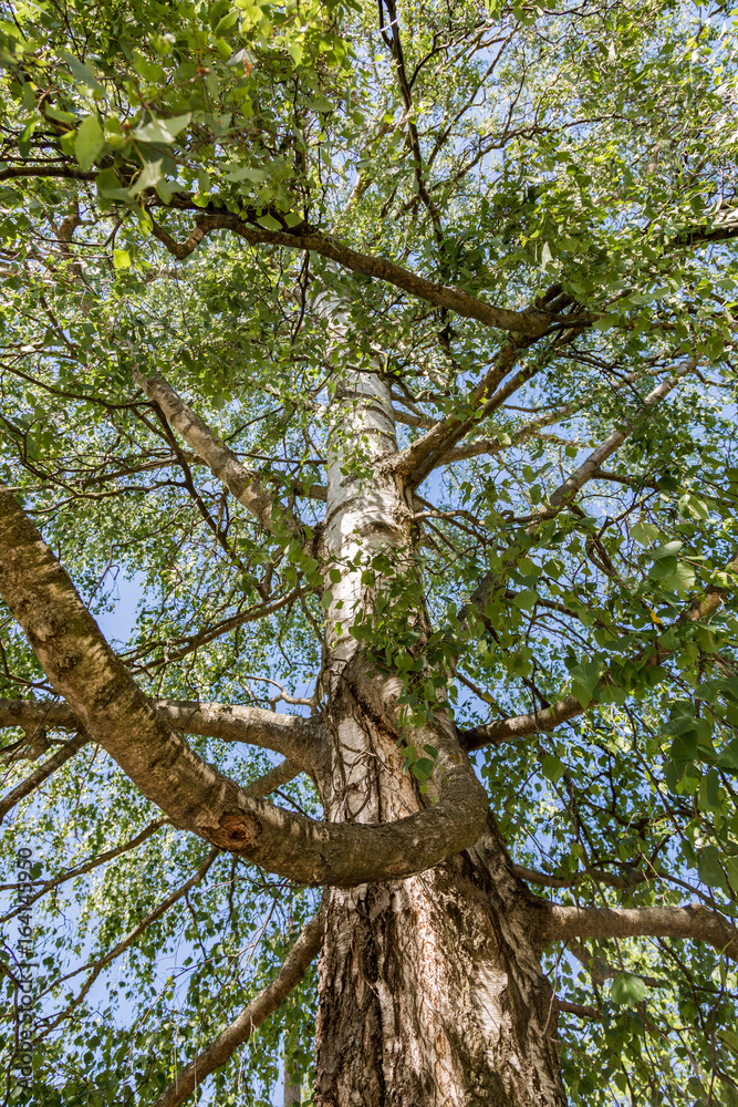 Fototapeta premium Branchy birch tree with a thick trunk in a forest on a sunny day 