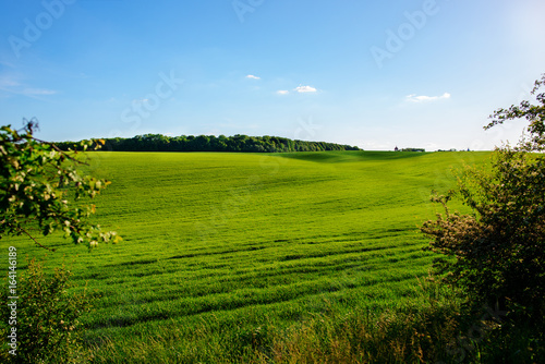 A green field, and a small forest under a blue sky