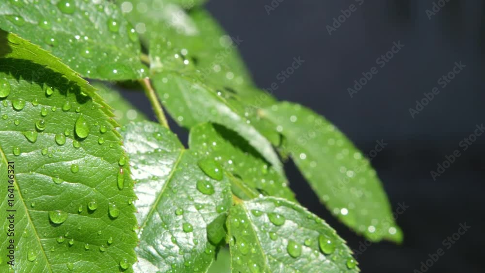 SLOW MOTION CLOSE UP DOF: Small water droplets on rose flower leaves sparkling in warm spring sun after raining. Raindrops on rose greenery after rain. Water drops on lush green leaves on sunny day.