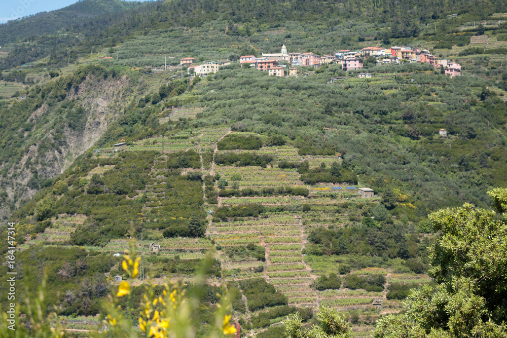 Fototapeta premium Küstenwanderweg Cinque Terre