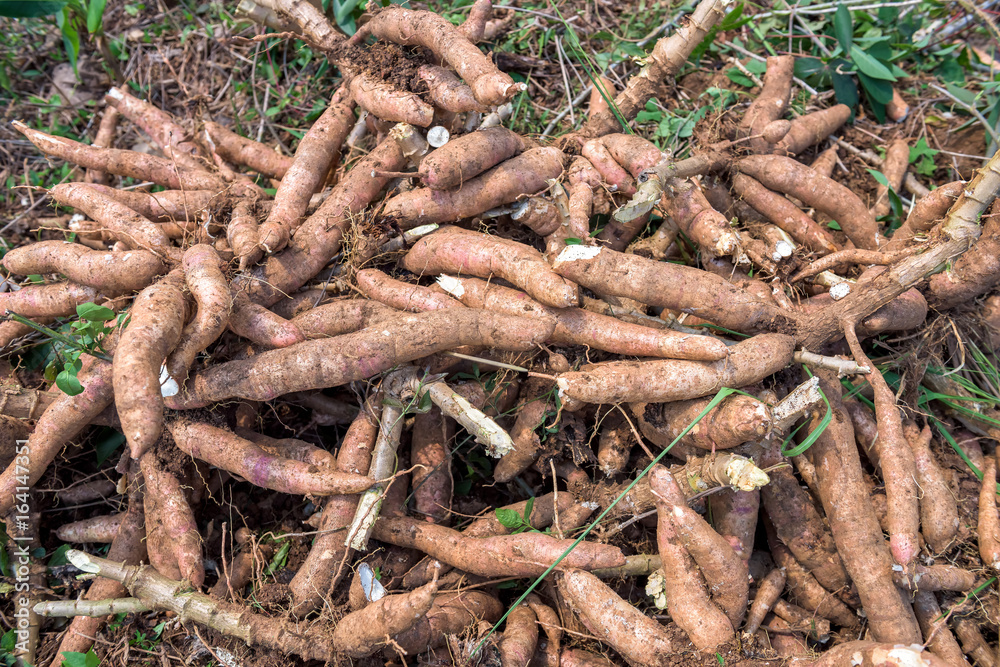 Cassava in farm