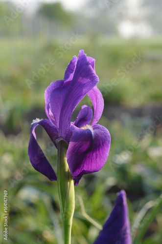 Fototapeta Naklejka Na Ścianę i Meble -  Пурпурный ирис Хуга iris hoogiana