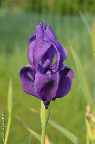 Fototapeta Naklejka Na Ścianę i Meble -  Пурпурный ирис Хуга iris hoogiana