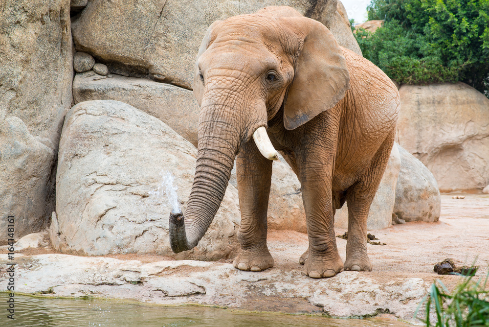 Fototapeta premium An elephant standing by the water near a waterfall with stones
