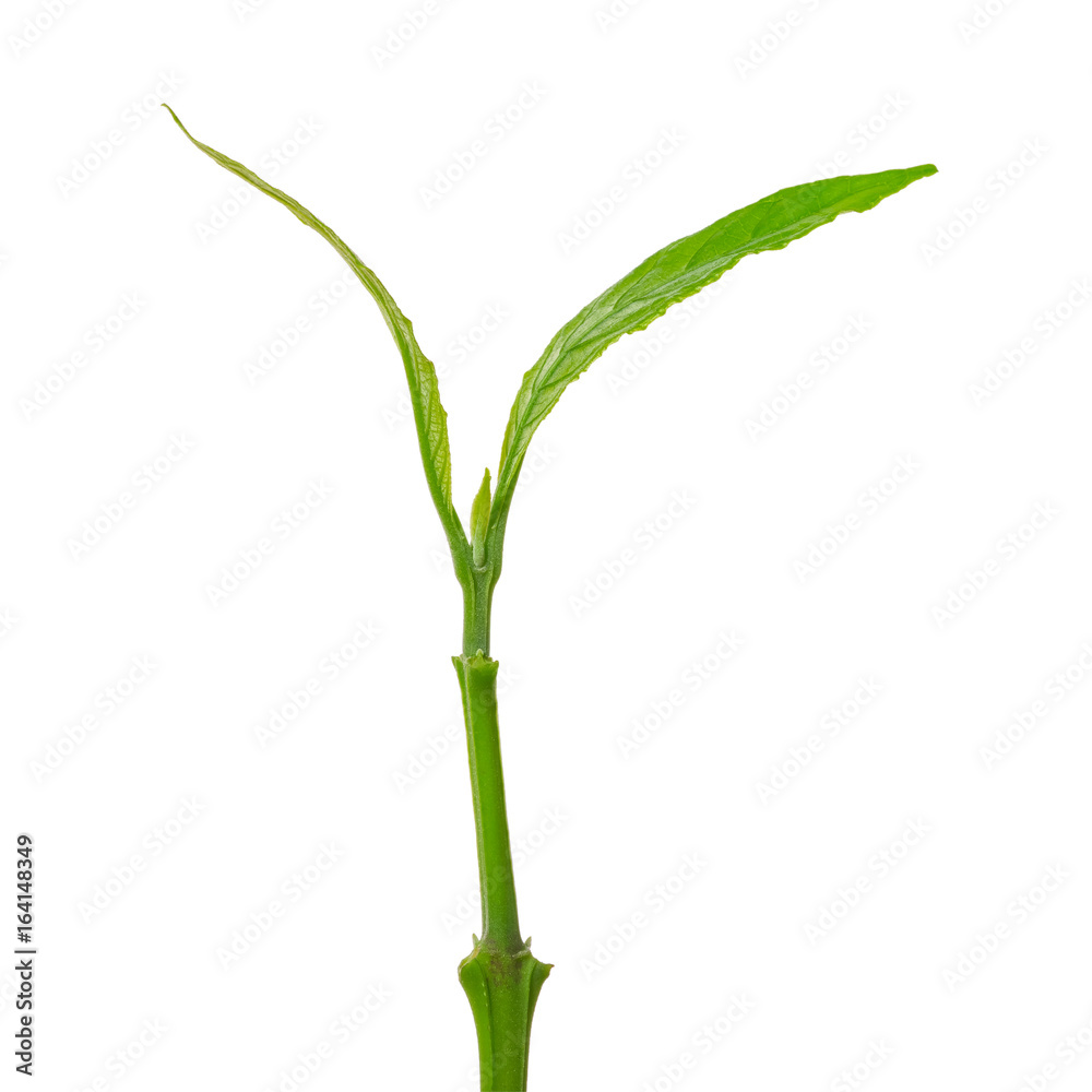 custom made wallpaper toronto digitalYoung Plant Growing isolated on white background. This has clipping path.