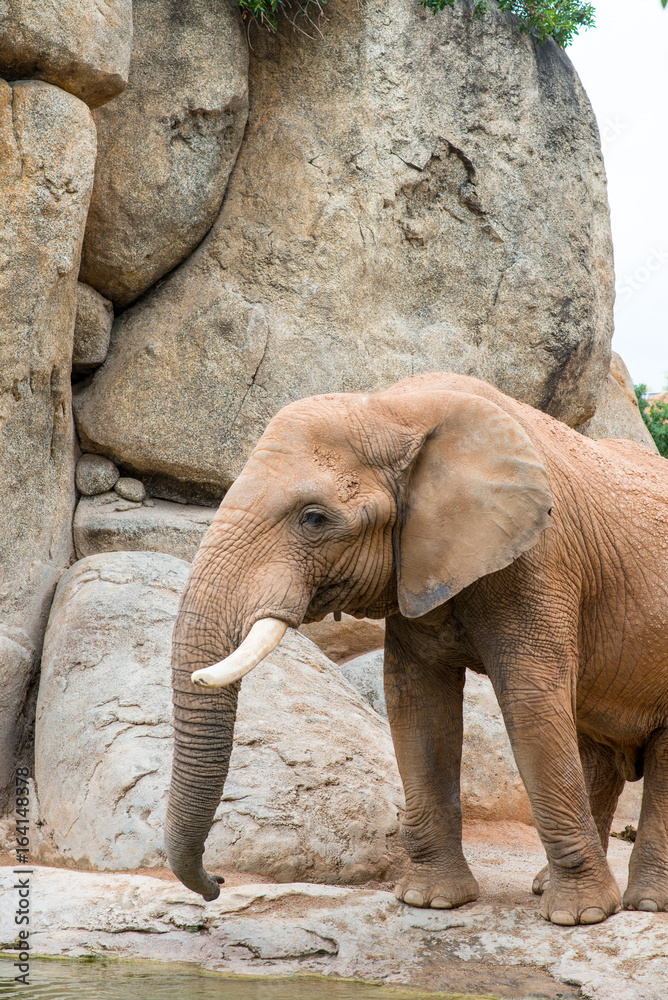 Fototapeta premium An elephant standing by the water near a waterfall with stones