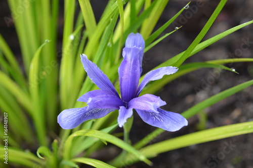 Fototapeta Naklejka Na Ścianę i Meble -  Синий лиловый ирис короткотрубчатый Iris brevituba