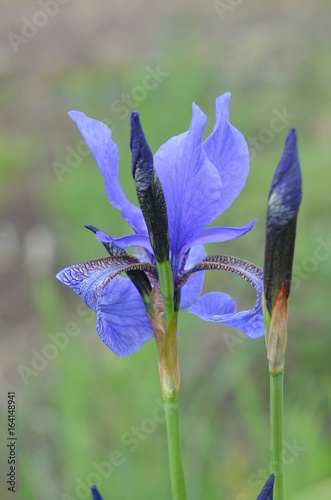 Fototapeta Naklejka Na Ścianę i Meble -  Цветущий синий ирис сибирский Iris sibirica
