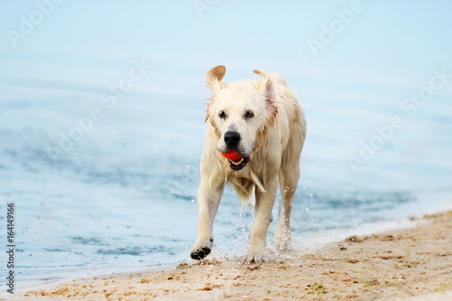 A dog runs along the beach in a spray of water, a golden retriever