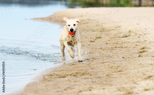 Dog running on water