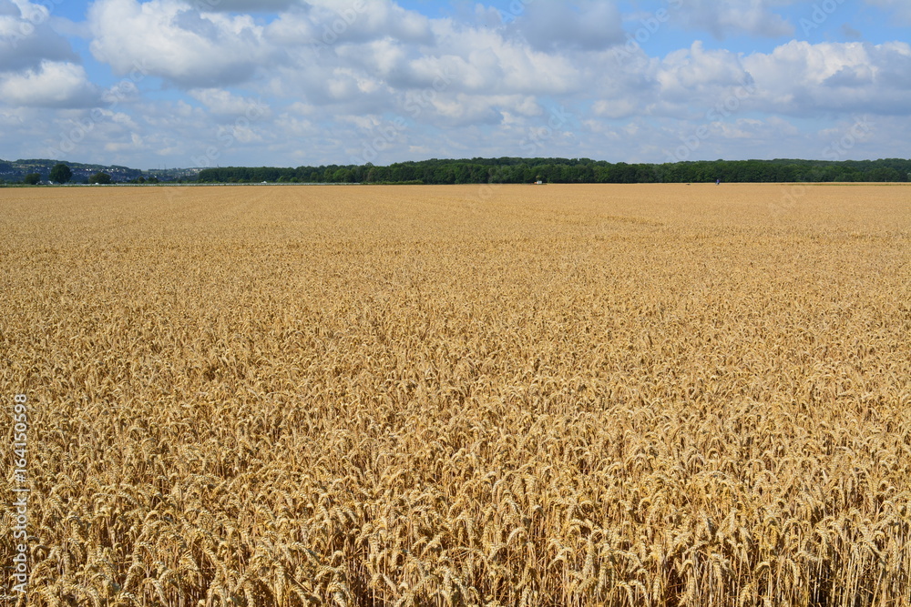 Fototapeta premium Landschaft im Rheinland