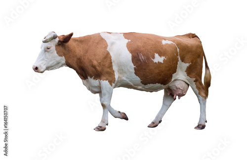 Adult cow in motion. Isolated