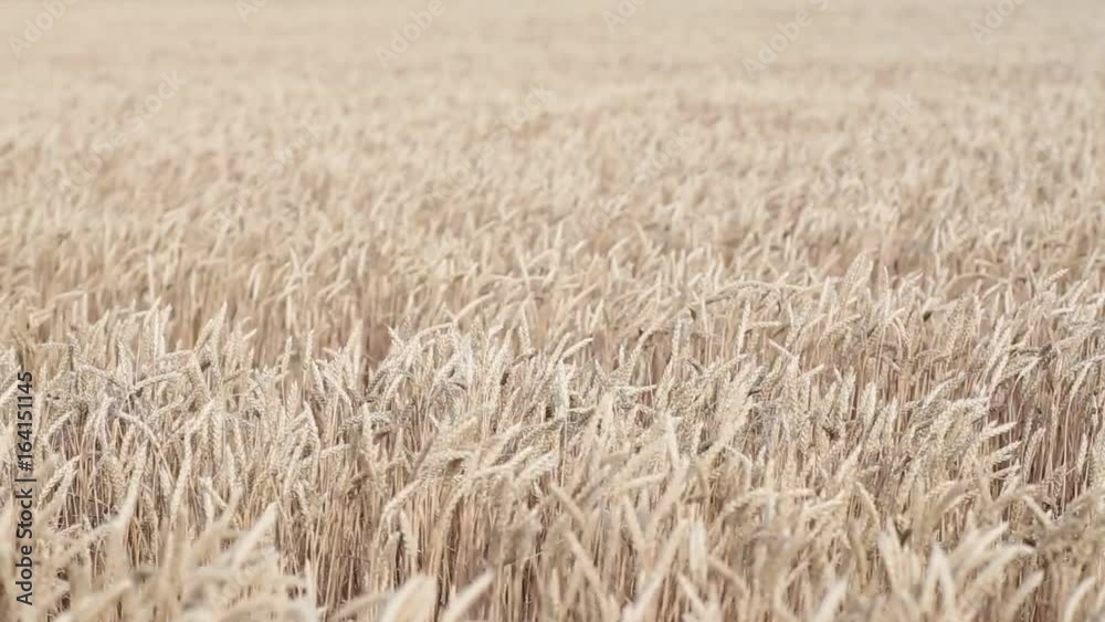 Rolling Kansas wheat field. Field of tall wheat swaying rolling in the prairie winds. Rolling Kansas wheat field. Field of tall wheat swaying rolling in the prairie winds.