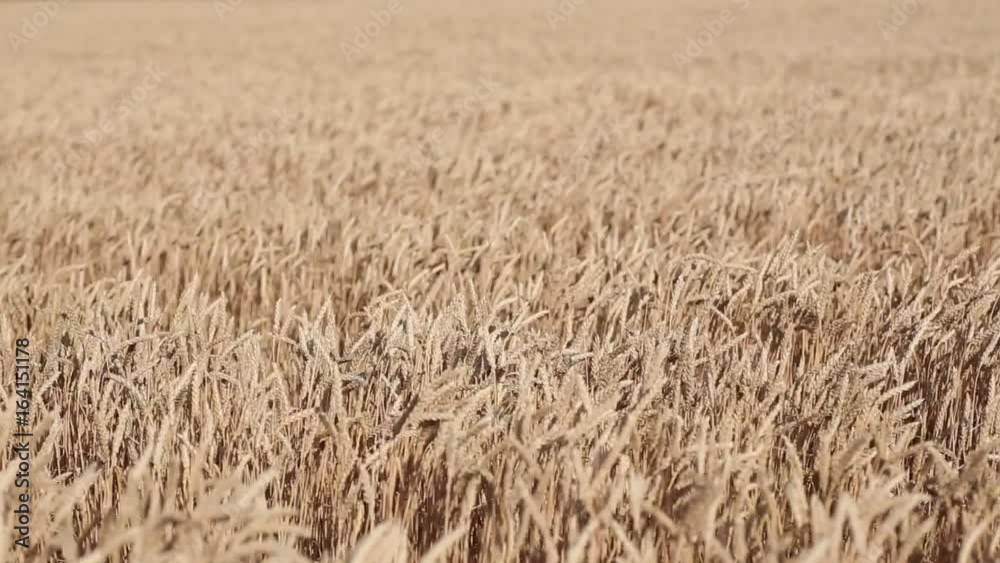 Rolling Kansas wheat field. Field of tall wheat swaying rolling in the prairie winds. Rolling Kansas wheat field. Field of tall wheat swaying rolling in the prairie winds.