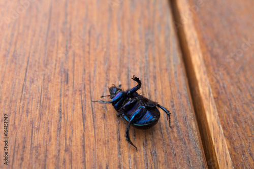 Blue beetle laying on his back on a wooden table © Oana