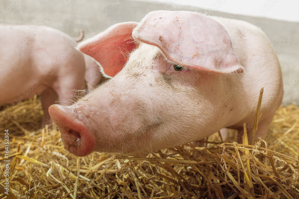 A snoopy piglet in a pigsty floor covered with straw. A snoopy piglet in a pigsty floor covered with straw.