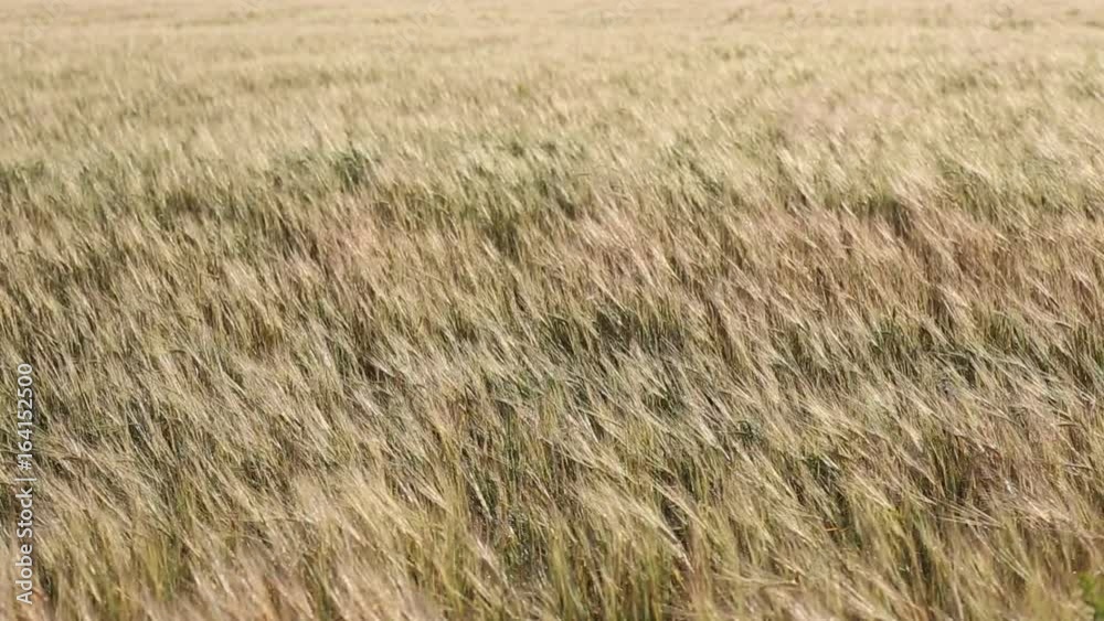 Rolling Kansas wheat field. Field of tall wheat swaying rolling in the prairie winds. Rolling Kansas wheat field. Field of tall wheat swaying rolling in the prairie winds.