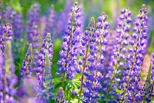 Lupinus  lupin  lupine field with pink purple and blue flowers