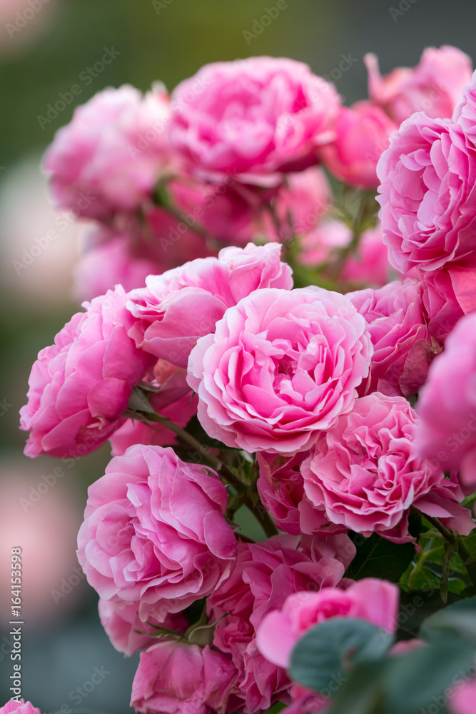 薔薇の花 薔薇の花