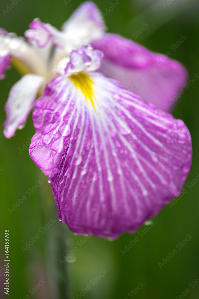 Fototapeta premium 花菖蒲