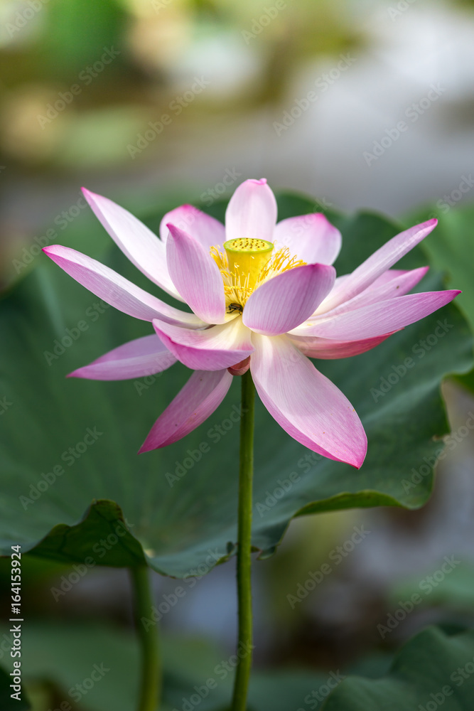 蓮の花 蓮の花