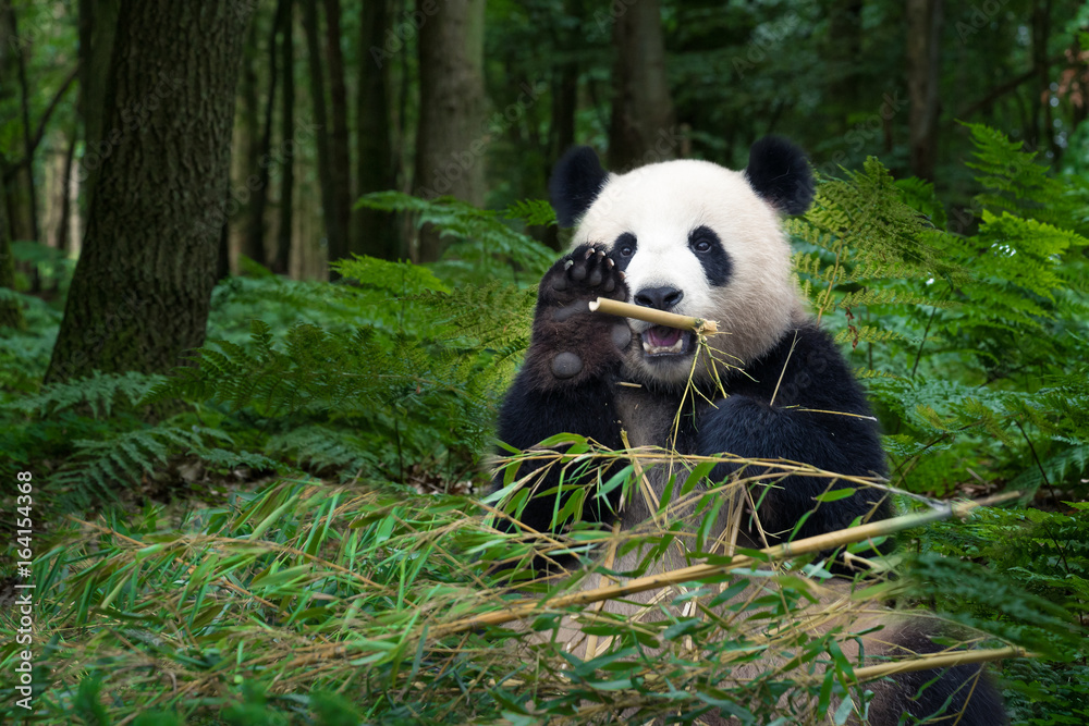 Fototapeta premium Panda bear eating bamboo and wave