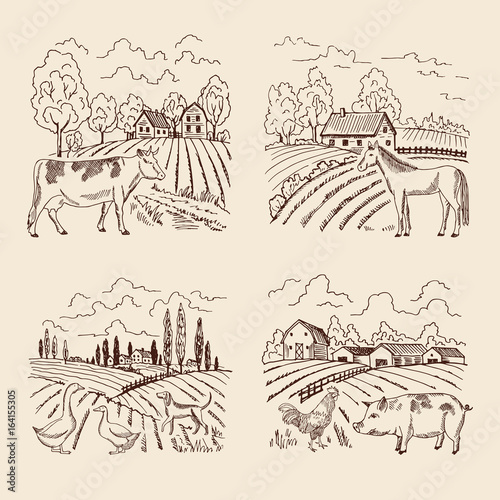 Vector village and big field. Landscape with farming and animals. Set of for illustrations in retro style