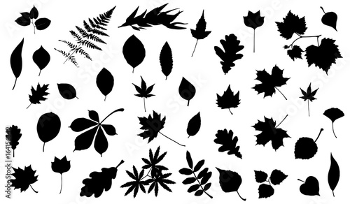 Silhouettes of tree leaves