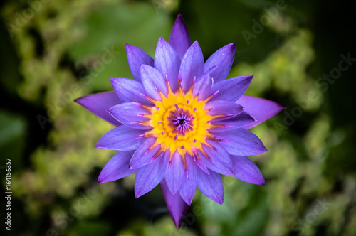 Water lily  Blue star lotus  blue water lily