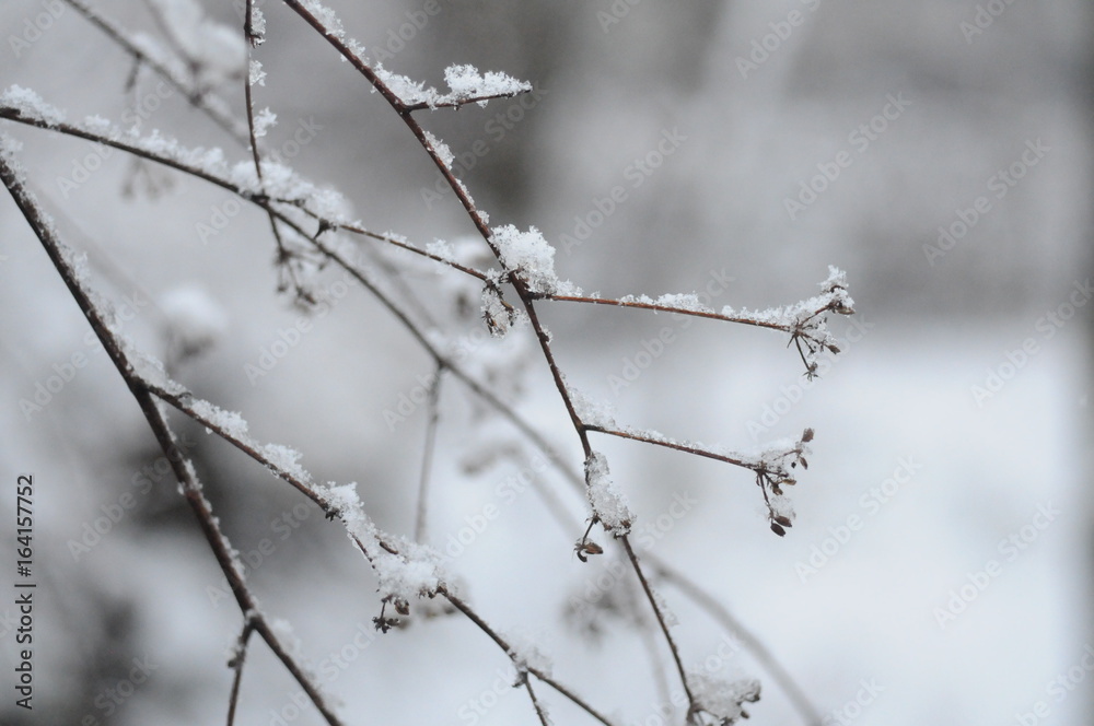 snowing snowing