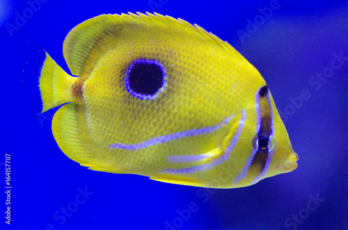 Chaetodon plebeius, commonly known as the blueblotch butterflyfish