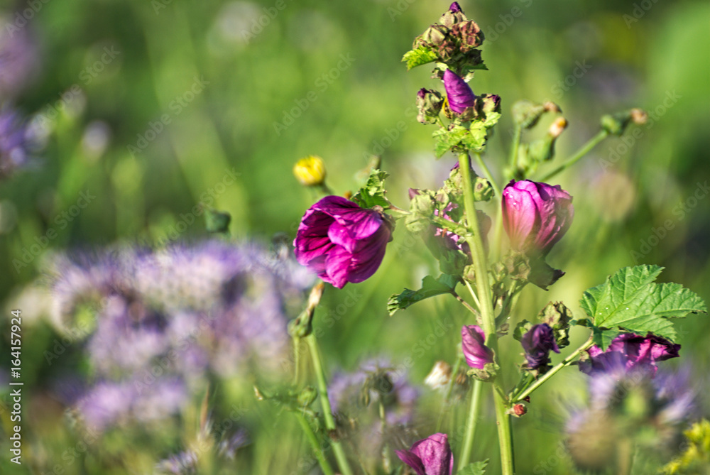 flowers on a field in summer flowers on a field in summer