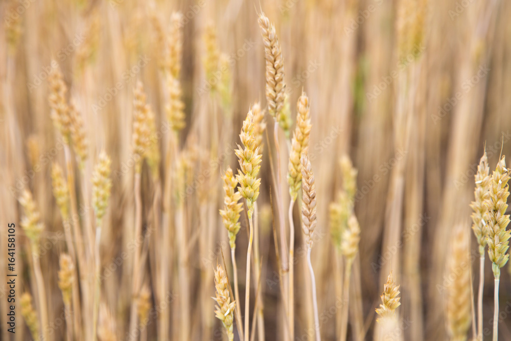 Landscape with wheat field in summer. Wheat wallpaper.
