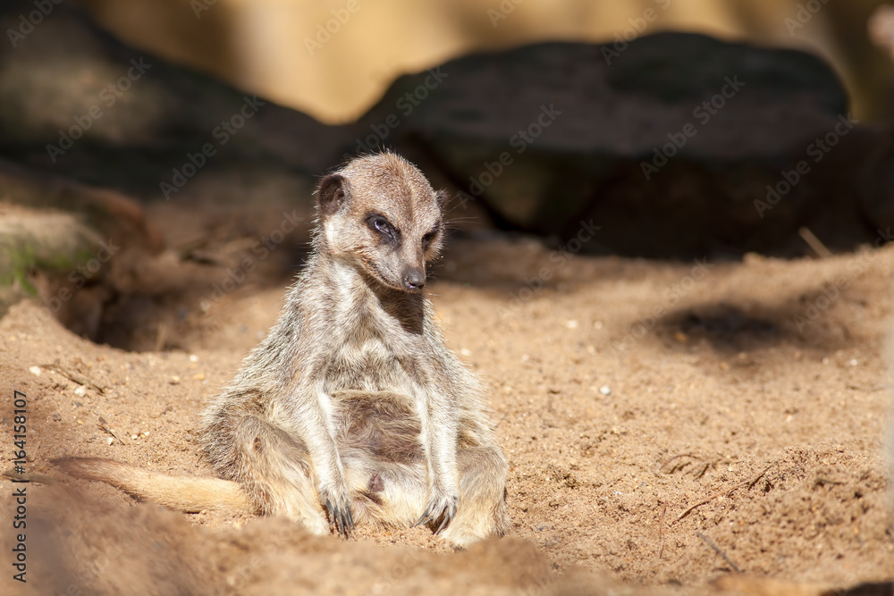 Depressed animal. Bad day at work for a tired meerkat. Funny cute animal  meme image. Stock Photo | Adobe Stock