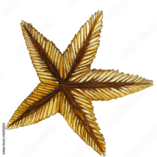 Drawing by watercolor red starfish in the class of invertebrates such as echinoderms on a white background for printshop and design, children's drawing