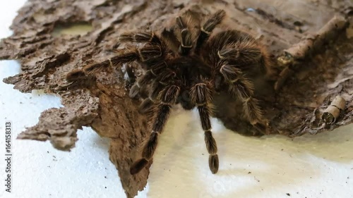 lasiodora parahybana photo