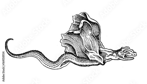 Photos Fantastic mythical creature, a basilisk-drake sea monstewr, vintage engraving, y