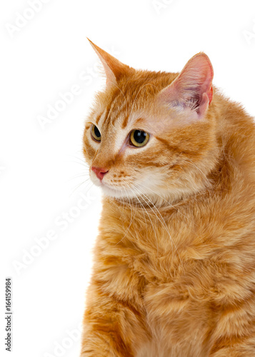 Adult red cat with overweigh