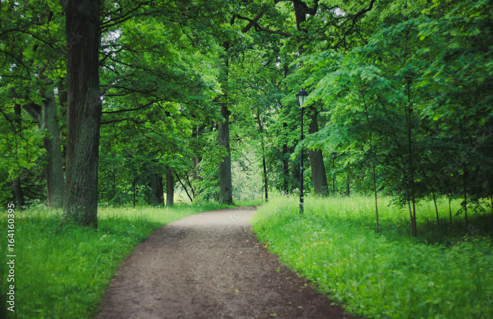 Obraz premium Летний парк