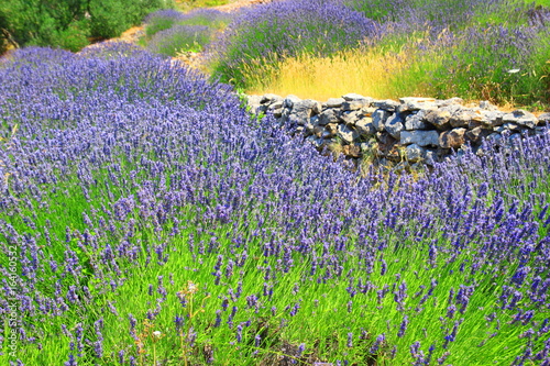 Fototapeta Naklejka Na Ścianę i Meble -  Lavender and dry stones on Island Hvar, Croatia