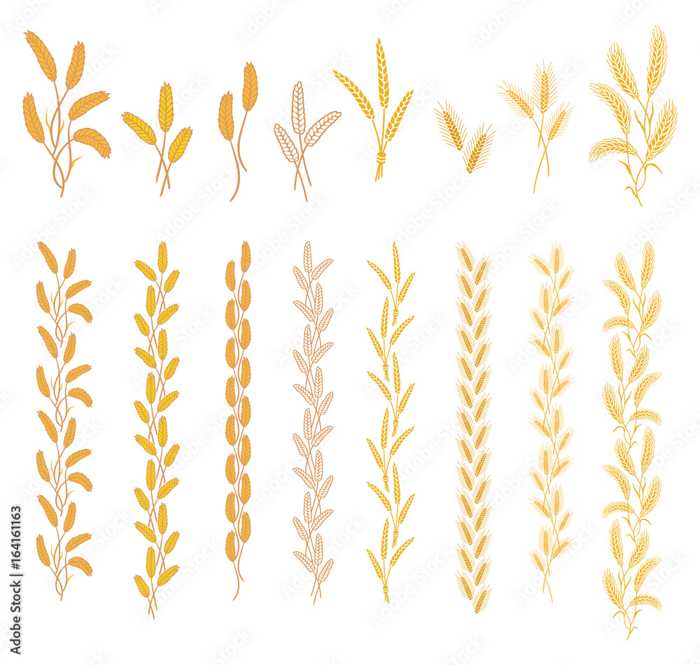 Ripe ears of cereal plants. Set of ornaments from different ears in one and two colors Ripe ears of cereal plants. Set of ornaments from different ears in one and two colors