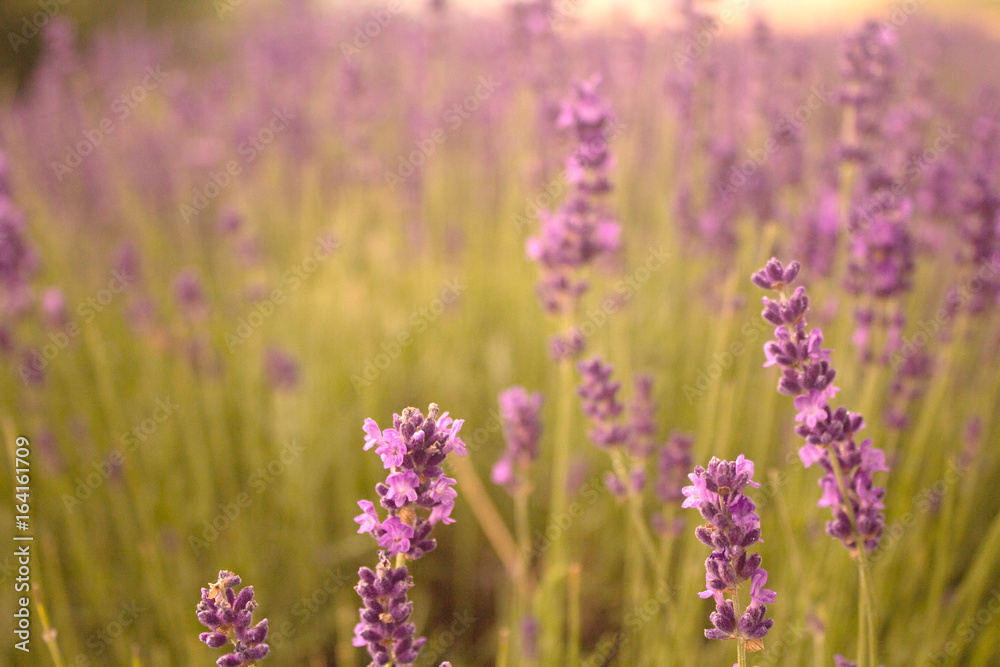 Fototapeta premium Lavender fields