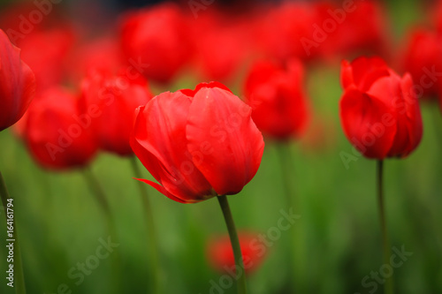 тюльпаны © polukarovaanna