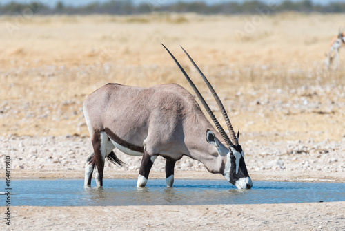 Oryx, also called gemsbok, drinking water at a waterhole